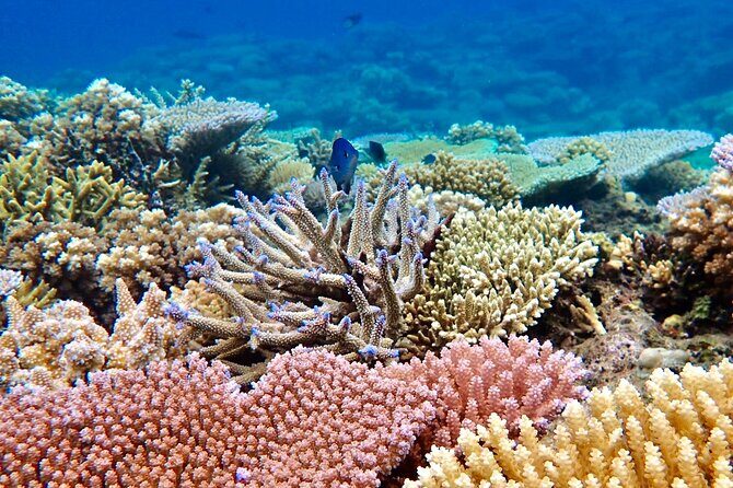 Fijis Best Dolphins tour and Snorkeling Adventure - Authentic Reviews and Insights