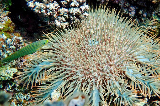 Fijis Best Dolphins tour and Snorkeling Adventure - Final Thoughts