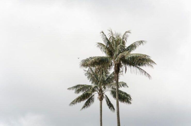 Filandia, Salento and Cocora Valley Tour - Good To Know