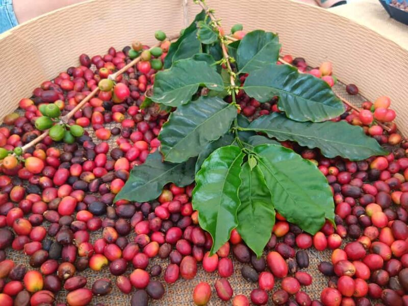 Finca Los Castaños: Agaete Valley Coffee Tour & Tasting - Practical Details and What to Expect
