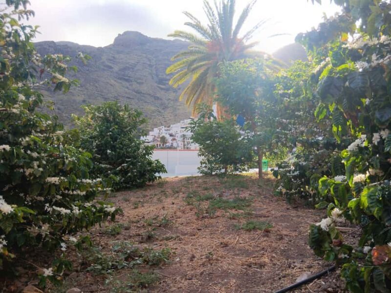 Finca Los Castaños: Agaete Valley Coffee Tour & Tasting - Additional Considerations