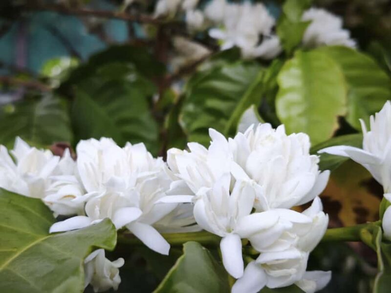 Finca Los Castaños: Agaete Valley Coffee Tour & Tasting - Who Will Love This Tour?