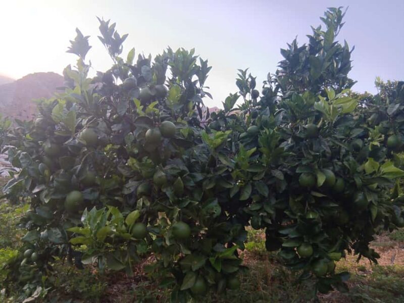 Finca Los Castaños: Agaete Valley Coffee Tour & Tasting - The Sum Up