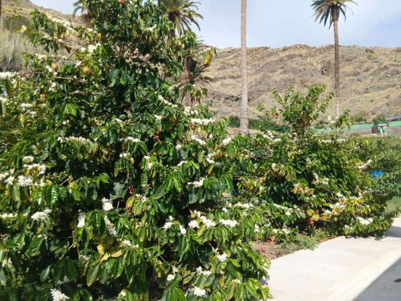 Finca Los Castaños: Agaete Valley Coffee Tour & Tasting - FAQ