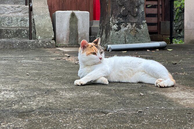 Finding Local Cats and Hidden Alleys of Nagasaki Walking Tour - Good To Know