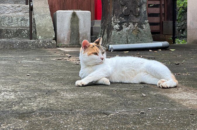 Finding Local Cats and Hidden Alleys of Nagasaki Walking Tour - Why This Tour Works