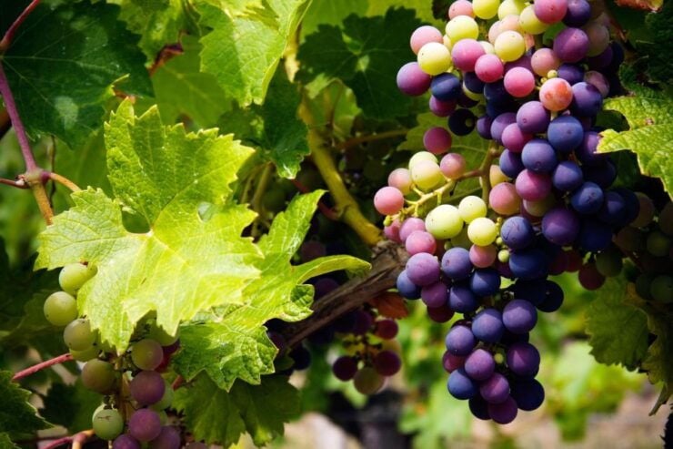 Fine Wining, Saturday - Good To Know
