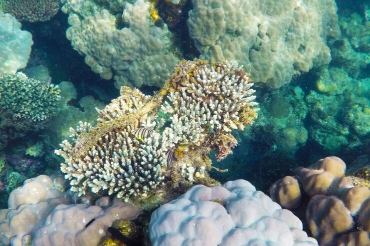 Finger Island & Dam Ngang Island Full-Day Snorkeling Tour - Tour Details and Logistics