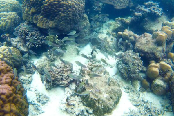 Finger Island & Dam Ngang Island Full-Day Snorkeling Tour - The Sum Up