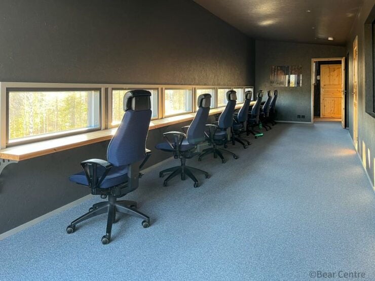 Finland: Bear Watching, Evening Trip - Activity Details