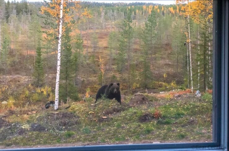 Finland: Bear Watching, Night Trip - Booking and Cancellation Policy