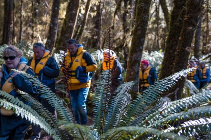 Fiordland: Jet Boat & Nature Walk Experience From Te Anau - Activity Details