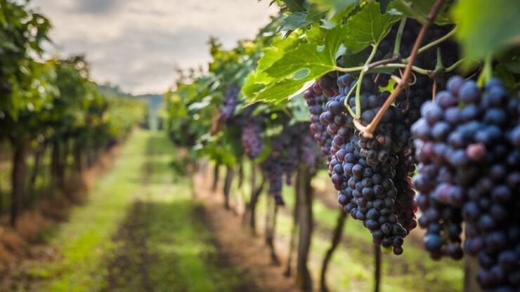 Fira: Private Guided Wine Tour of Santorini With Transfers - Booking Details and Flexibility