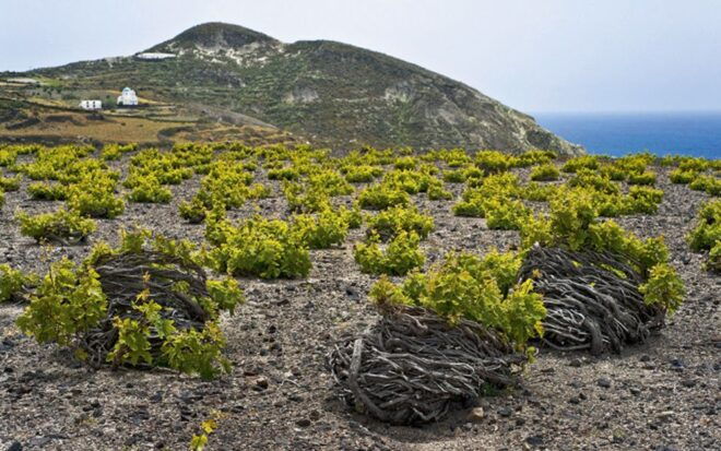 Fira: Private Guided Wine Tour of Santorini With Transfers - Duration and Tour Information
