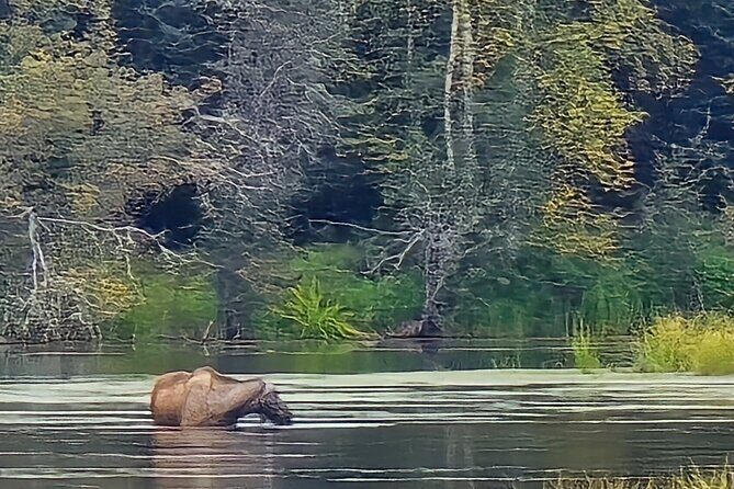 Fire & Ice: Chena Hot Springs, Ice Museum + Aurora Adventure - Who Will Love This Tour?