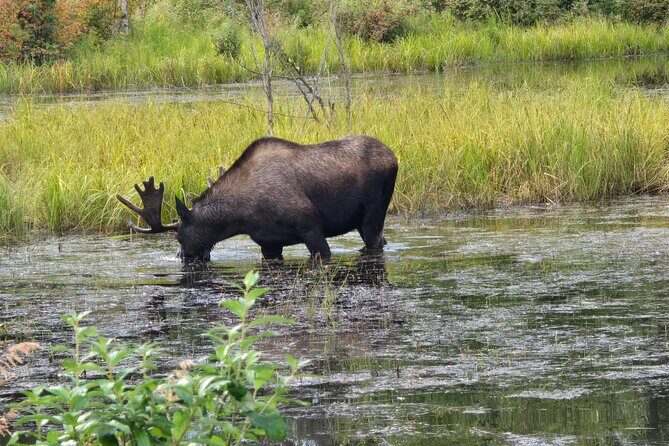 Fire & Ice: Chena Hot Springs, Ice Museum + Aurora Adventure - References