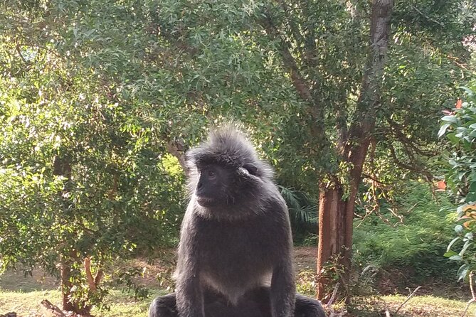 Fireflies and Kuala Selangor Tour Including Dinner - Important Notes