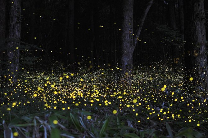 Fireflies Cruise With Batu Cave Visit and Seafood Dinner - Highlights and Inclusions