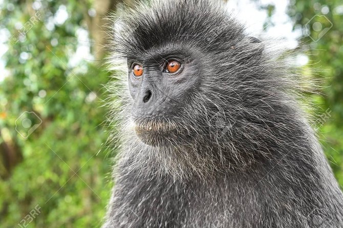 Fireflies Cruise With Batu Cave Visit and Seafood Dinner - The Sum Up