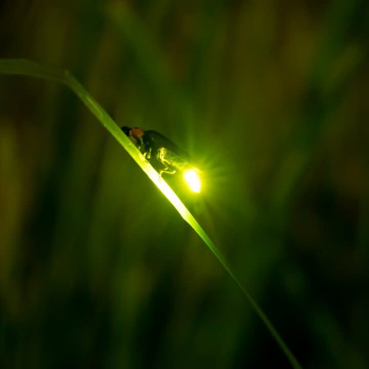 Fireflies Garden With Ubud Highlight & Kintamani Cafe Tour - The Firefly Garden makes this tour different