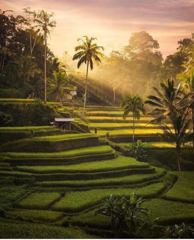 Fireflies Garden With Ubud Highlight & Kintamani Cafe Tour - The guide and car make the long day easier