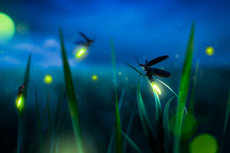 Fireflies Garden With Ubud Highlight & Kintamani Cafe Tour - Who will enjoy this tour most?