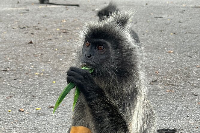Fireflies & Silver Leaf Monkey Gazing Tour - Price and Booking