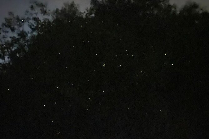 Fireflies & Silver Leaf Monkey Gazing Tour - The Sum Up