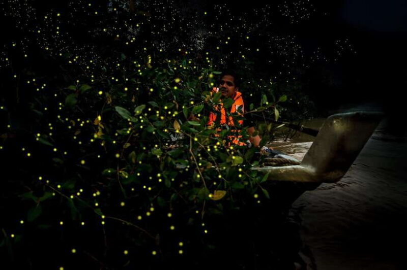 Firefly, Eagle Feeding, and Blue Tears Kuala Selangor Tour - Who Is This Tour Perfect For?
