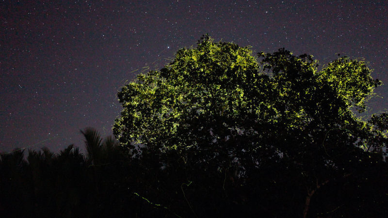 Firefly Watching with South Farm Tour - The Abatan River After Dark