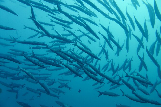 First Dive in Nice - Inclusions