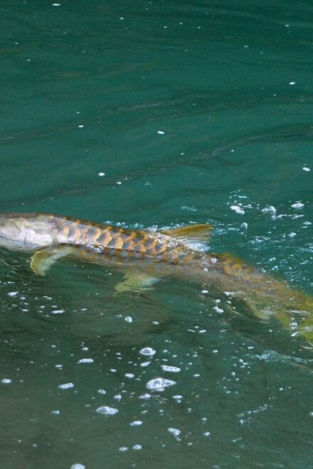 First Hand Fishing Experience in Pokhara - Experience Highlights