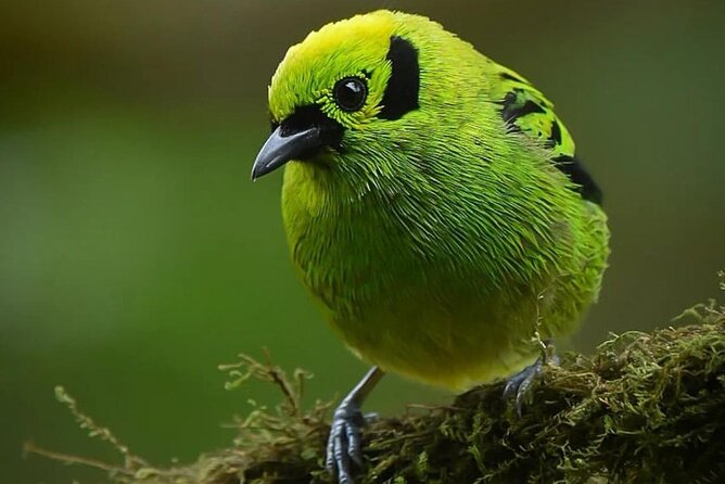 First Steps Into Birding in Monteverde - Meeting Point and Directions