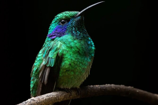 First Steps Into Birding in Monteverde - Reviews and Ratings Overview