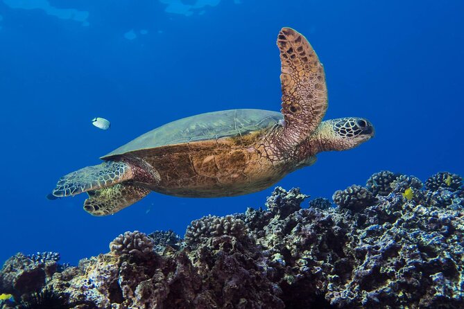 First Time Introductory Scuba Dive - Common Questions