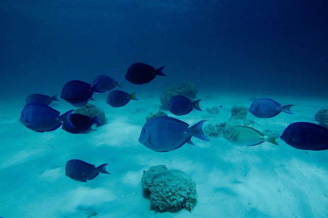 First Time Scuba Diving Experience in Punta Cana - Reviews and Ratings