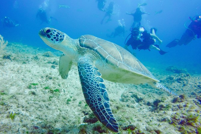 First Time Scuba Diving Experience in Punta Cana - Safety Briefing and Training
