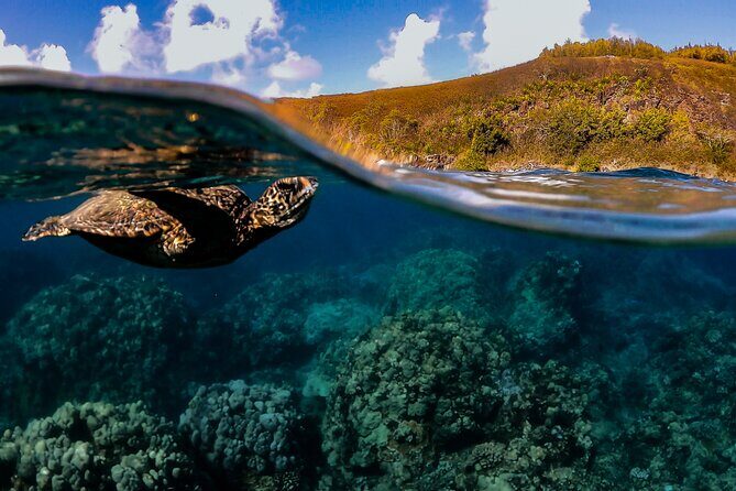 First Timers and Non-Swimmers Snorkeling Experience in Wailea - Good To Know