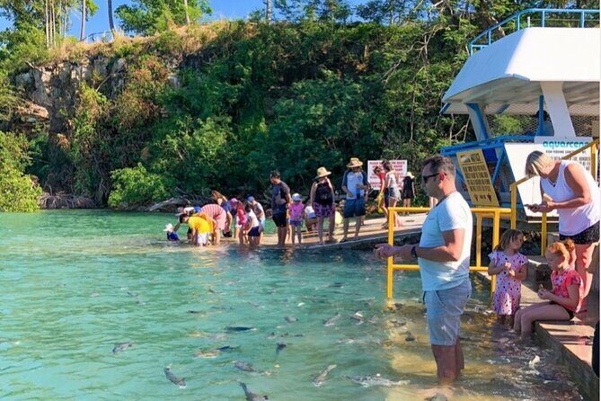 Fish Feeding Activity in Darwin - Fish Feeding Activity in Darwin: A Unique Marine Encounter