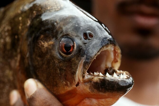 Fish in the Amazon River - Pricing and Inclusions