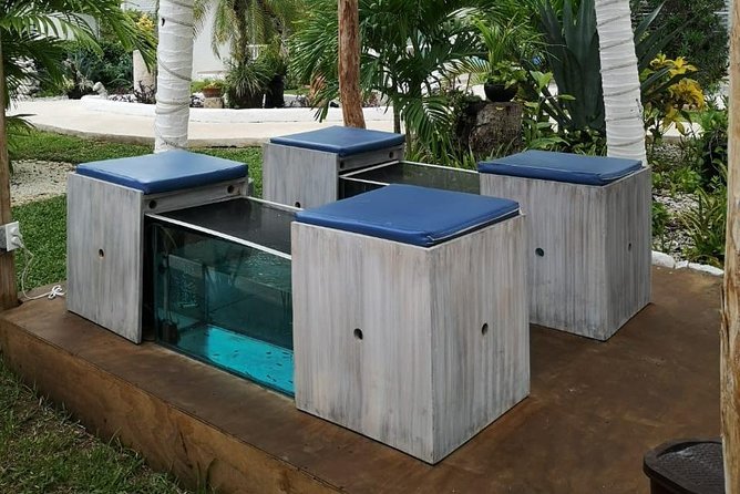 Fish Spa and Beach Break, Swimming Pool, Lounge Chairs, Umbrellas, Beach Area - Traveler Reviews