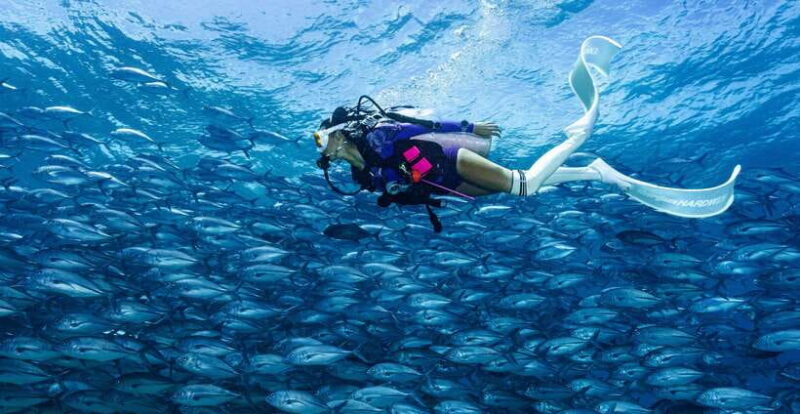 Fisheye Divers: PADI Open Water Course - What’s Included and What You Should Consider