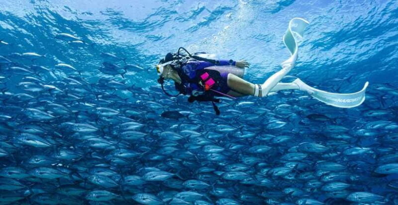 Fisheye Divers: PADI Open Water Course - Why This Course Offers Great Value