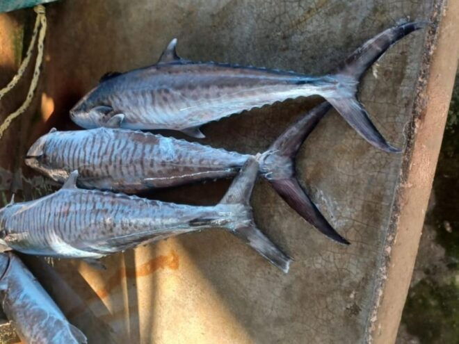 Fishing - Deepsea - Mozambique - 6 Nights - Tour Guide and Pickup Details