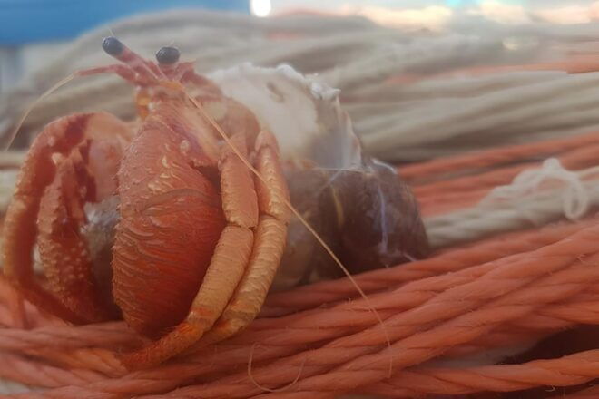 Fishing Excursion in the Gulf of Noto - Amenities Provided