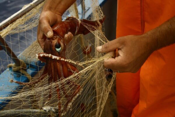 FISHING Experience: Zingaro Reserve, Scopello Lunch on Board - Frequently Asked Questions