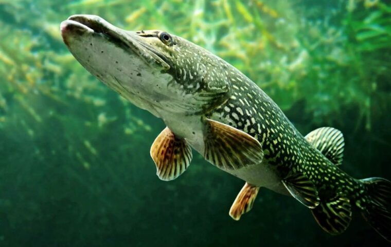 Fishing Guide Southtyrol-Trento: Pike, Perch, Trout - Fish Species & Targeting Tips