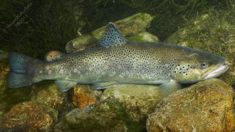 Fishing Guide Southtyrol-Trento: Pike, Perch, Trout - The Experience of Catching & Releasing