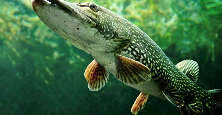 Fishing Guide Southtyrol-Trento: Pike, Perch, Trout - Booking and Payment Options