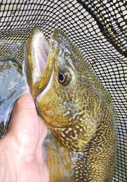 Fishing in the Dolomites: Book Your Wild Excursion! - Good To Know
